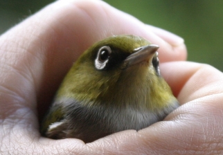 bird-in-the-hand-silvereye-tauhou.JPG